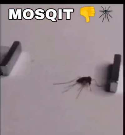 mosqit = 👎