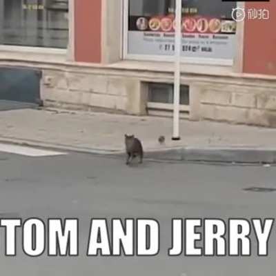 🐈&🐀