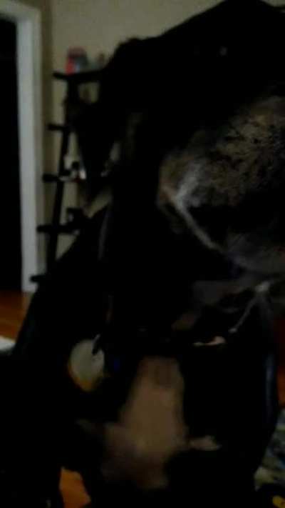 This boi was hungry