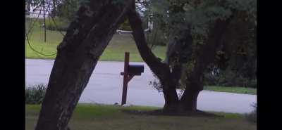 Black bear with injured front legs walks upright through a NJ neighborhood