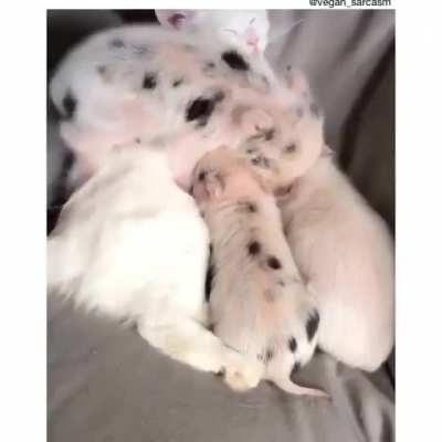 So snuggly