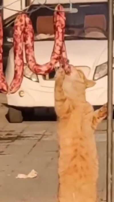 Cat love