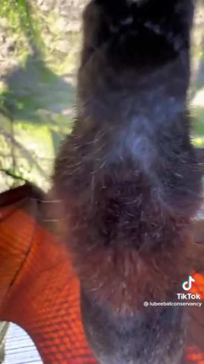 Bat inspection