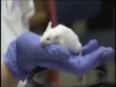🐭👽