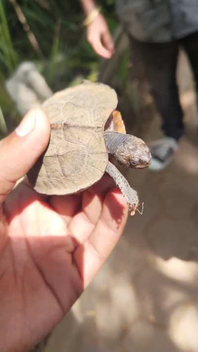 Such cute turtle 🐢