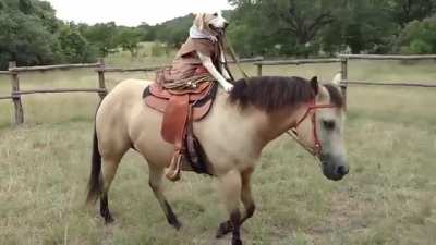 Apenas um cachorro e seu fiél cavalo