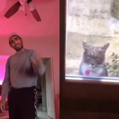 Where do I find this cat?