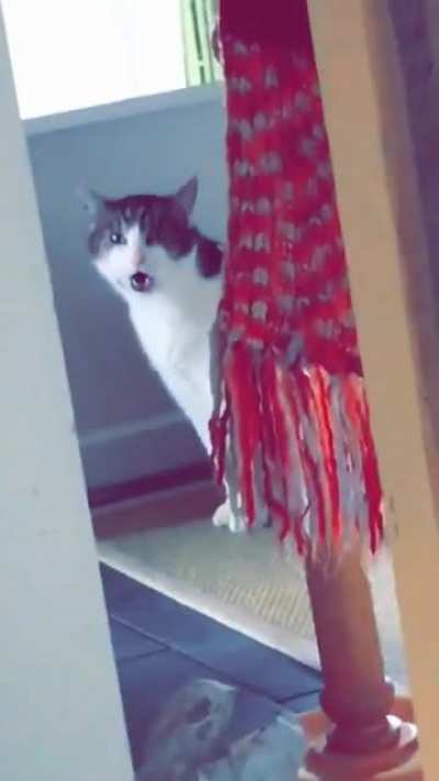 I took this video at a friends place back in 2016