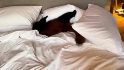 Pillow Fight!