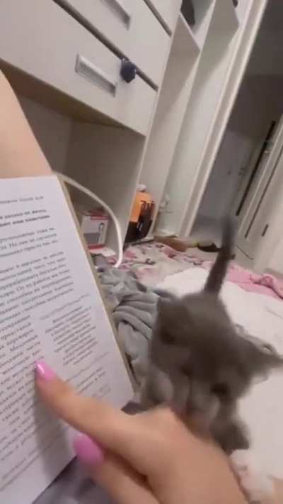 I pounce