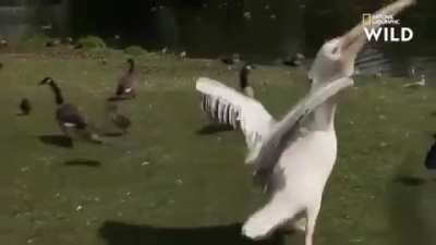 Nature is wild bro...
