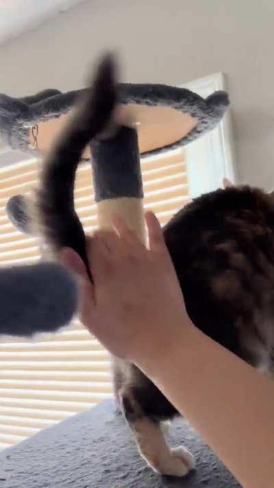 Pandy’s back with more energetic bongos