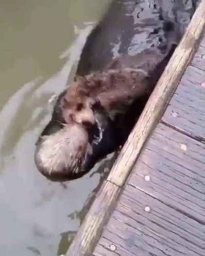 Mom! I’m stuck on the dock!