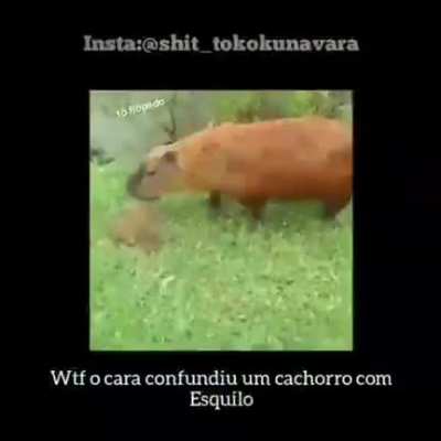Essa marca de esquilo eu desconheço
