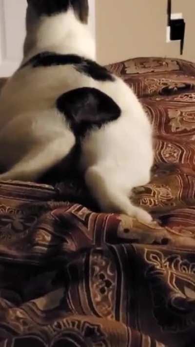 Tailless cat can still wave its tail around