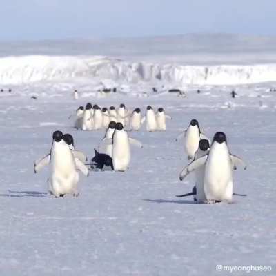 Waddle Waddle :)