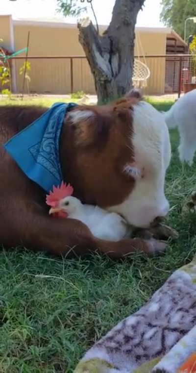 Just two sentient beings chilling