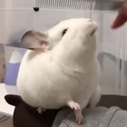 Chubby chinchilla looking satisfied while being combed