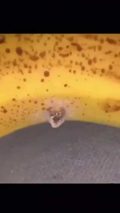 Thanks, I hate insect banana