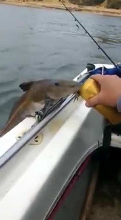 What are you suppose to do when a fish jumps out of water and asks you for a sip of beer?