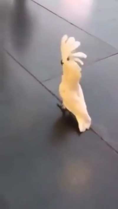Bird thinks he's a dog