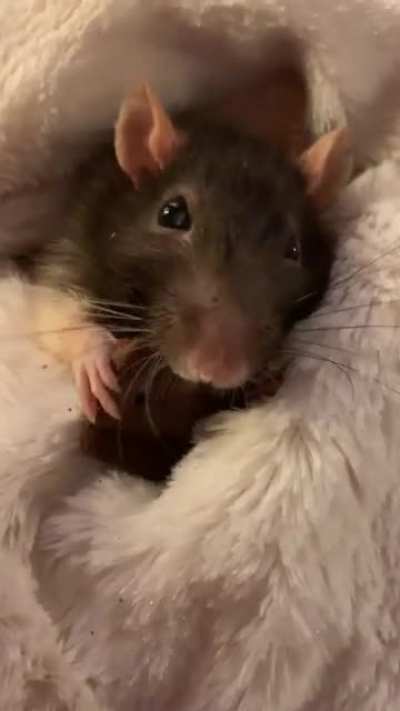 Archie ♥️