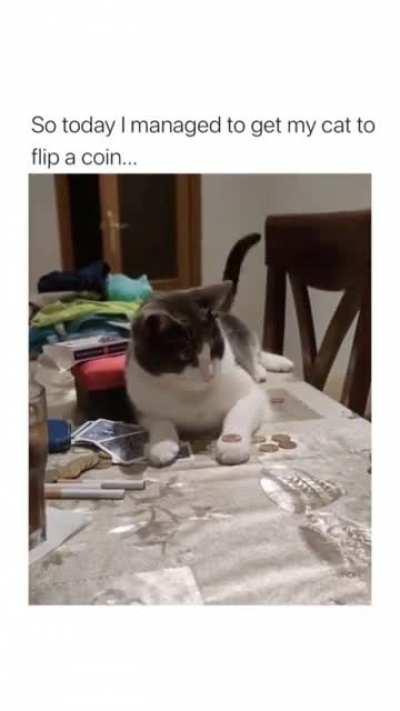 Цыганский кот