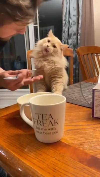 Didn't know brain freeze is real..... For cats...