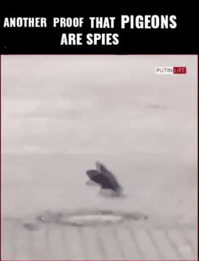 Gotta watch out for those birds man