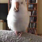 babybirddootdoodoodoodoo babybirddootdoodoodoodoosquaaak!