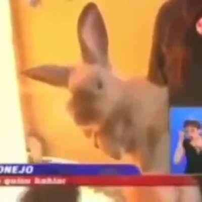 Sr conejo