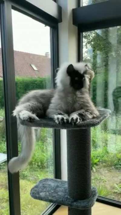 The most gorgeous creature! What would you call this breed of cat?