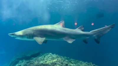 sharks