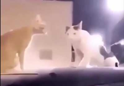 Luba se esquece de alimentar as gatas. as gatas:
