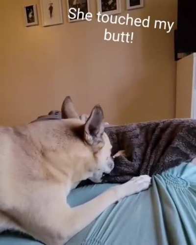 Angry slammy whammies. Luna does NOT like the vet! (OP)