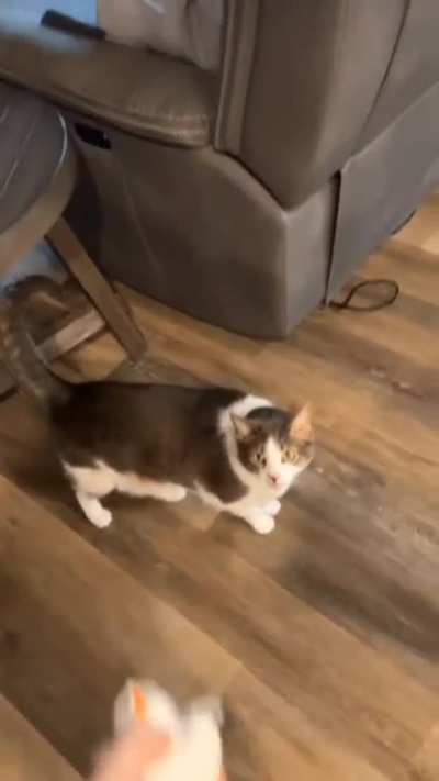 do cats count