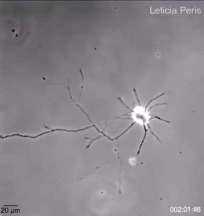 Single brain cell looking for connections