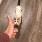 Give that cat a Meowscar 🏆