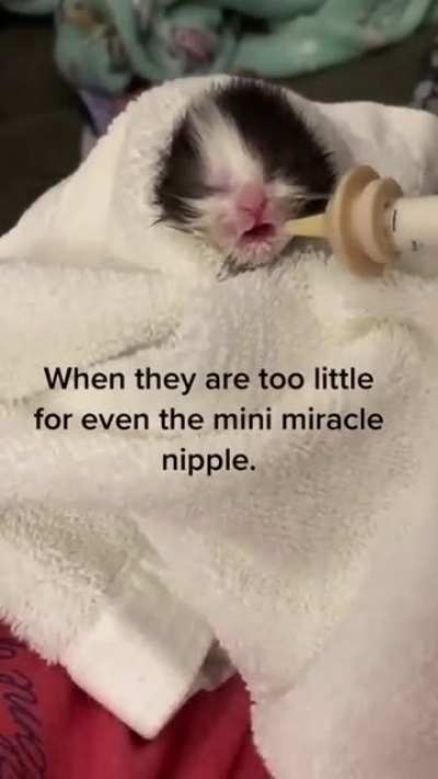 Adopted stray kitten 🥰