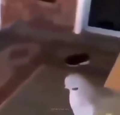 Say hi
