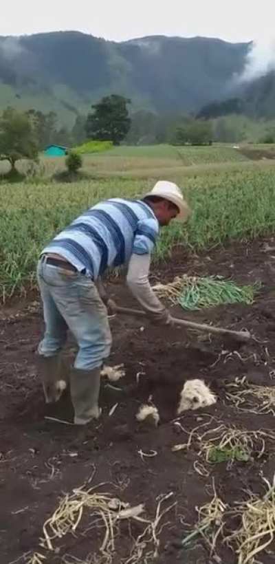 Dog-planting season