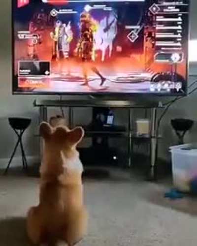 Doggo no like :DDD