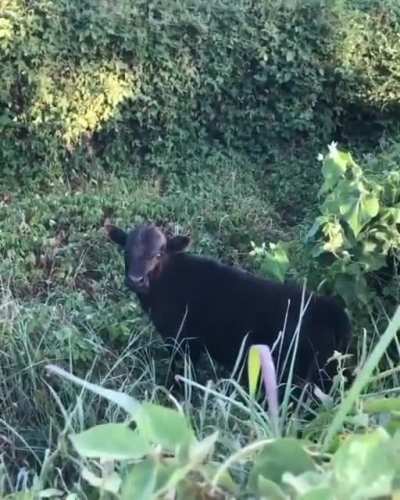 You wanted cow, you got cow