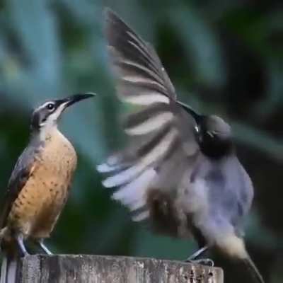 Birds trying to impress a female