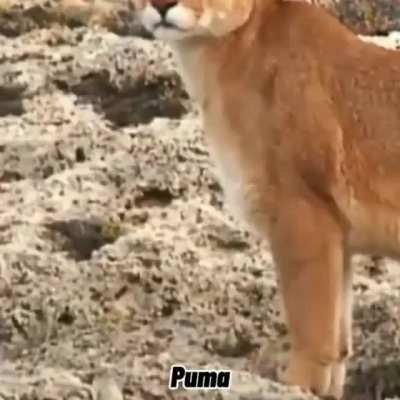 Tiger favorim.