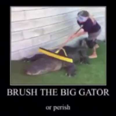 brush the gator