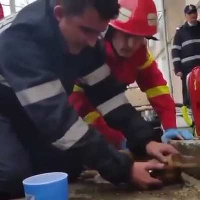 Firefighter performs CPR on a dog that inhaled too much smoke in a house fire. The dog was resuscitated and given oxygen and later made a full recovery!!!