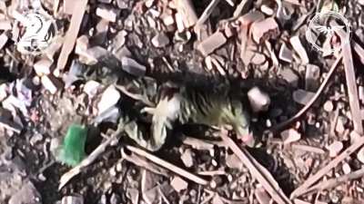 Ukrainian drones drop shells on Russian soldiers. Not far from Avdiivka. April 2024