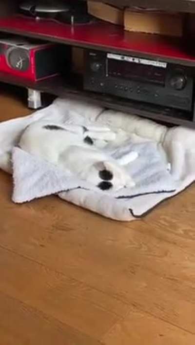 Chasing dream mice..