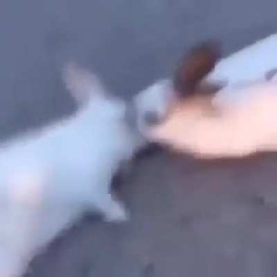 Animals more humane than humans